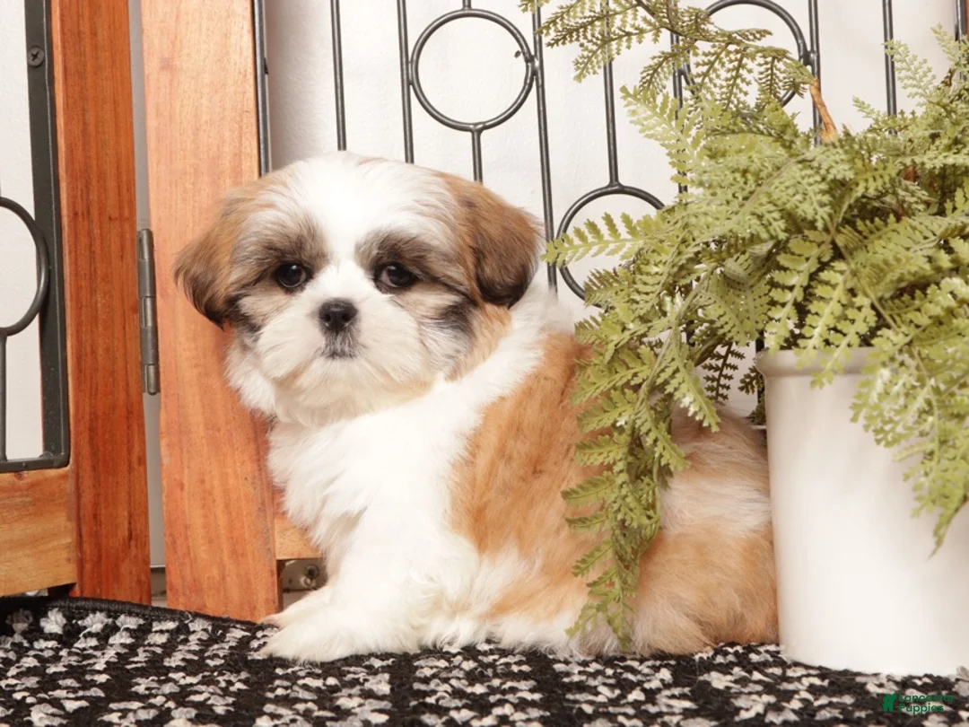 Shih Tzu dogs for sale: Aspen - ACA Shihtzu  - Ad 3