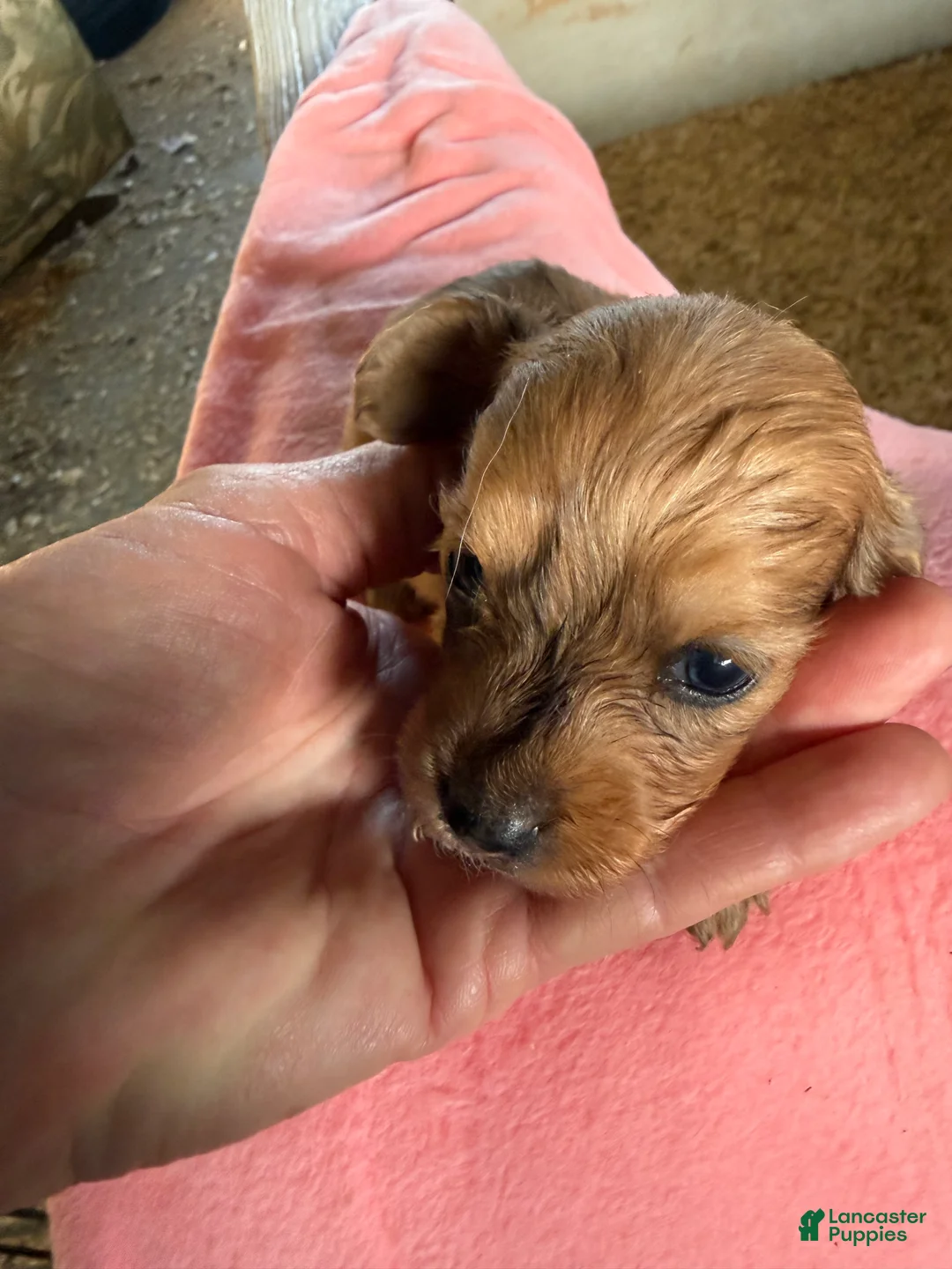 Miniature Dachshund dogs for sale: Miniature Dachshund Puppy 4 - Ad 1