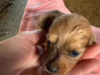 Miniature Dachshund dogs Miniature Dachshund Puppy 4 - Ad 25