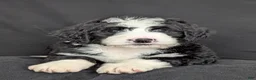 Bernedoodle dogs for sale: Nova - Ad 6
