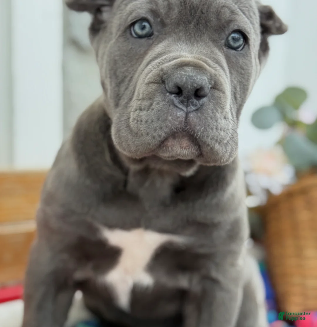 Cane Corso dogs for sale: Blossom - Ad 11
