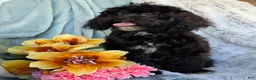 Shihpoo dogs for sale: Bella Dawn - Ad 5