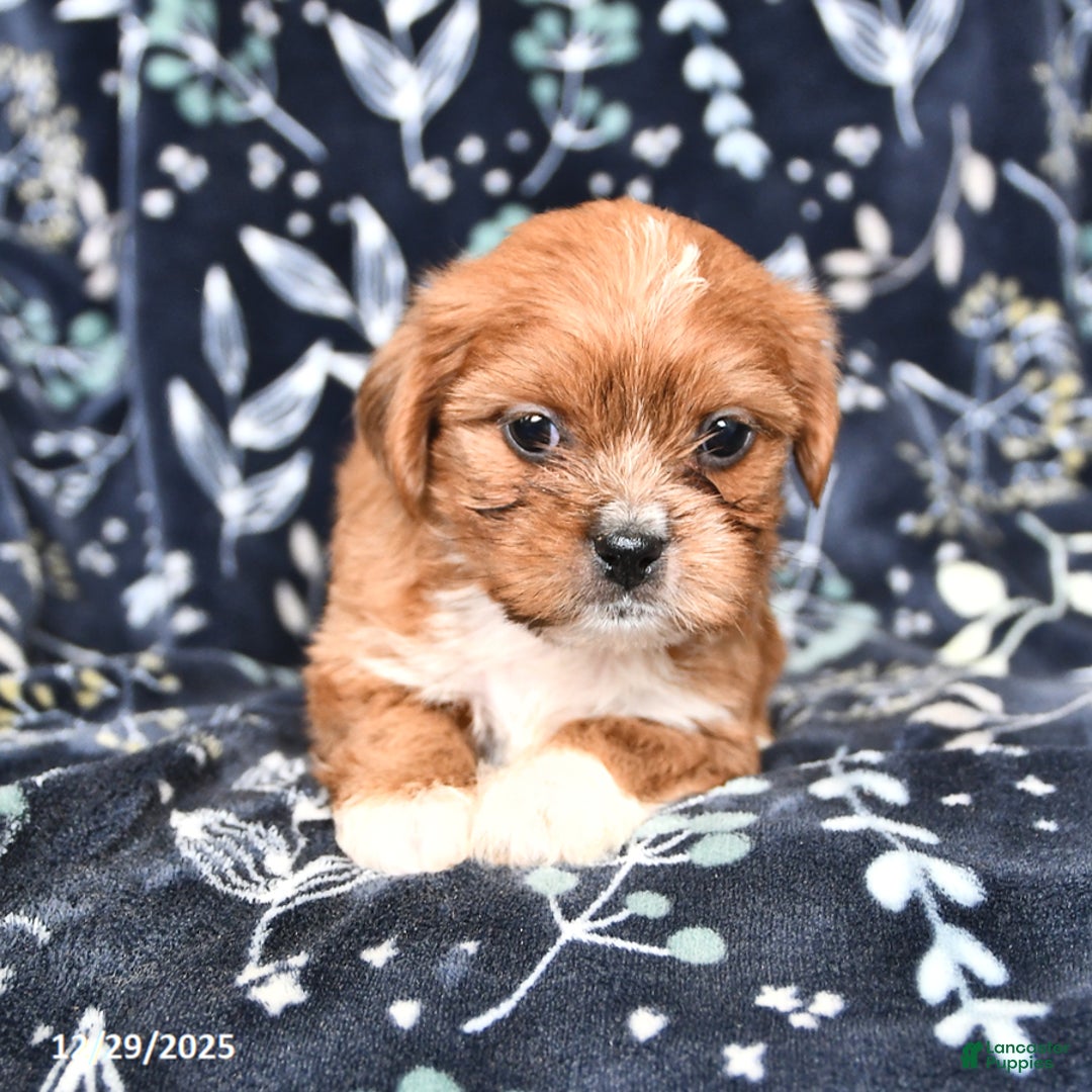 Shorkie dogs for sale: Charlie - Ad 4