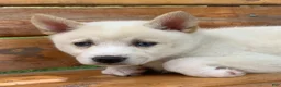 Alaskan Klee Kai dogs for sale: Blue Eyes Little Beau~! - Ad 11