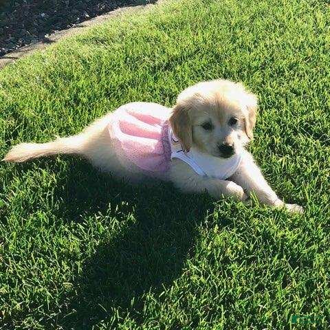 Golden Retriever dogs Gracie - Ad 14