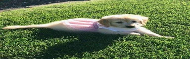 Gracie