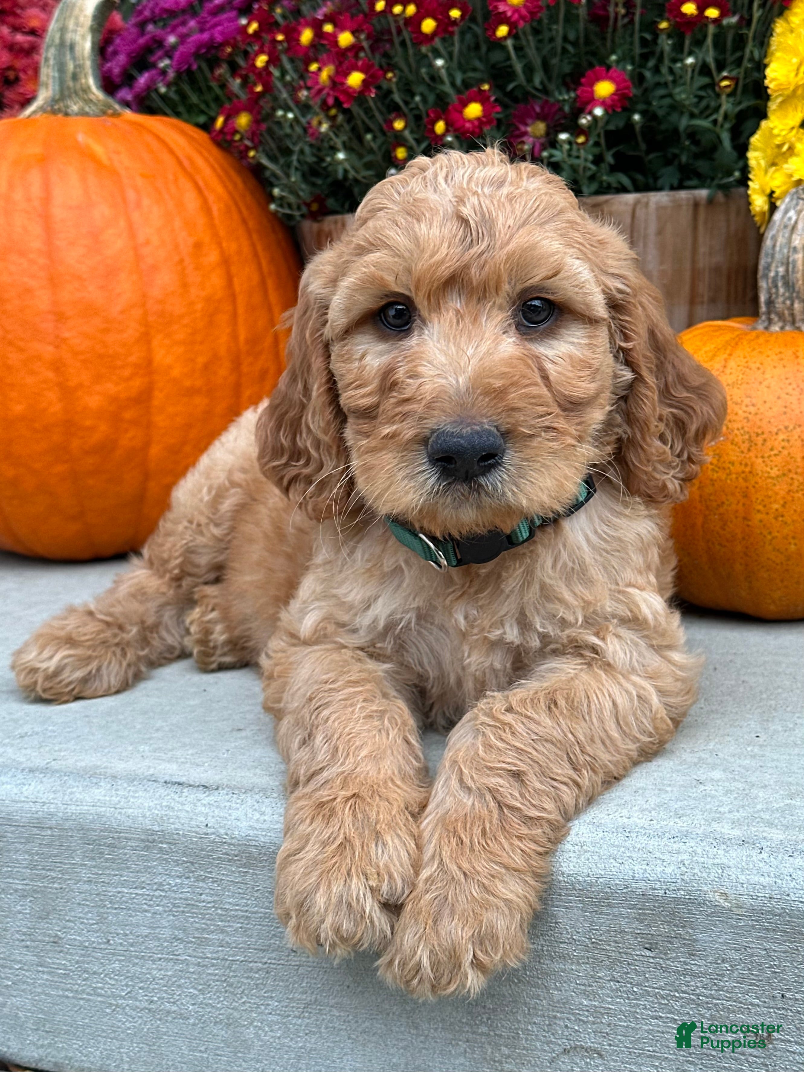 Irish Doodle dogs Cody - Ad 2