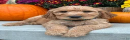 Irish Doodle dogs for sale: Cody - Ad 2