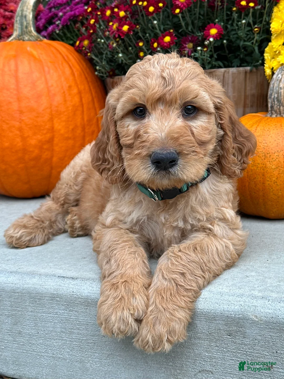 Irish Doodle dogs for sale: Cody - Ad 2