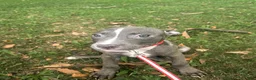 Mixed Breed dogs for sale: Mixed Breed 6 - Ad 3