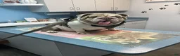 English Bulldog dogs for sale: Pudding - Ad 4