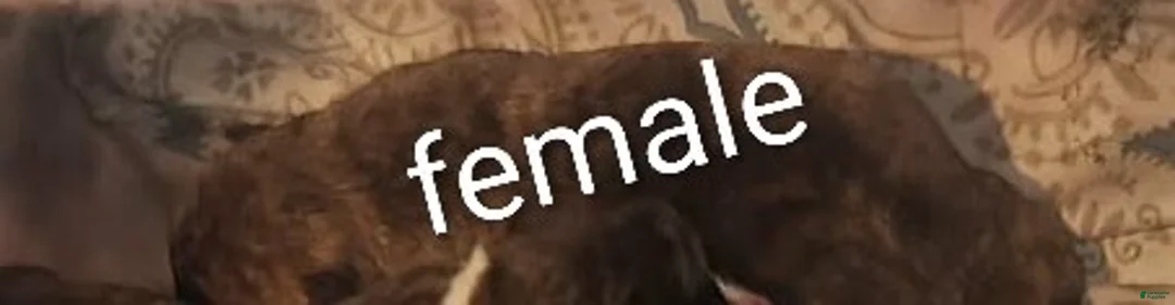 Mixed Breed dogs for sale: Mixed Breed Puppy 6 - Ad 1