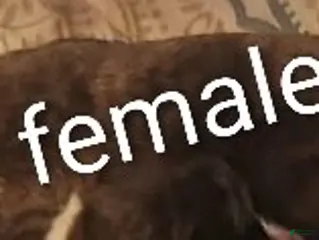 Mixed Breed dogs Mixed Breed Puppy 6 - Ad 26