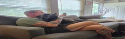 Cane Corso dogs for sale: Cane Corso 2 - Ad 6