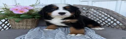 Bernese Mountain Dog dogs for sale: Chucky - Ad 1
