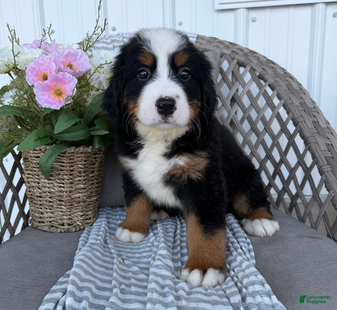 Bernese Mountain Dog dogs for sale: Chucky - Ad 1