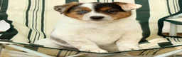 Australian Shepherd dogs for sale: Amber - Ad 6