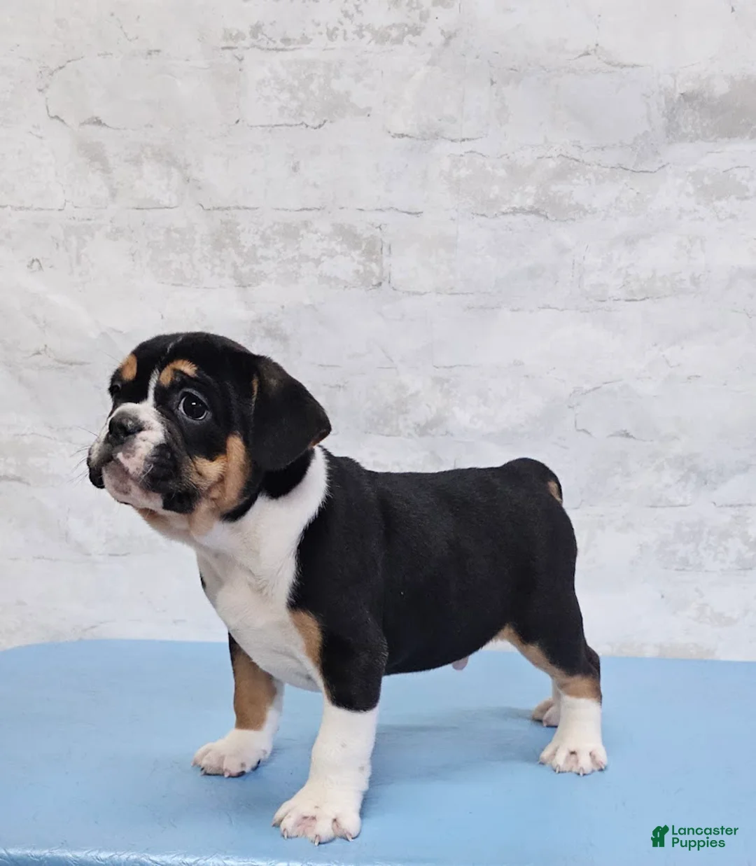 Mixed Breed dogs for sale: Big Boy Bulldog Blend - Ad 1