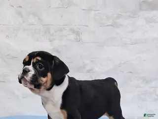 Mixed Breed dogs Big Boy Bulldog Blend - Ad 36