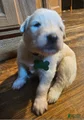Mixed Breed Puppy 3