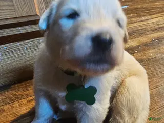 Mixed Breed dogs Mixed Breed Puppy 3 - Ad 20