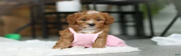 Cavapoo dogs for sale: Mable - Ad 9