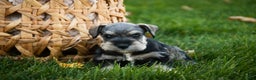 Miniature Schnauzer dogs for sale: Noelle - Ad 4