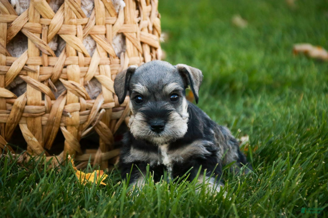 Miniature Schnauzer dogs for sale: Noelle - Ad 4