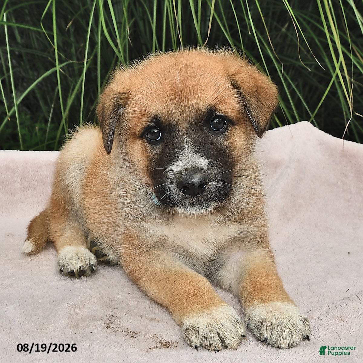 Mixed Breed dogs Emery  - Ad 2