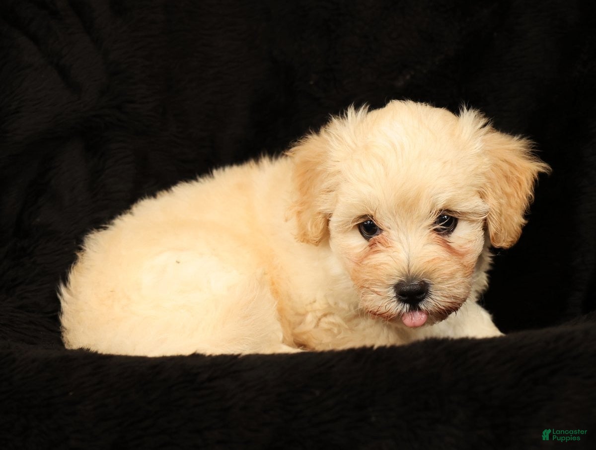Maltipoo dogs Charlie - Ad 2