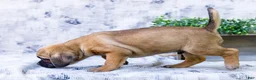 Puggle dogs for sale: Bear - Ad 3