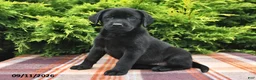 Labrador Retriever dogs for sale: Kallie - Ad 1