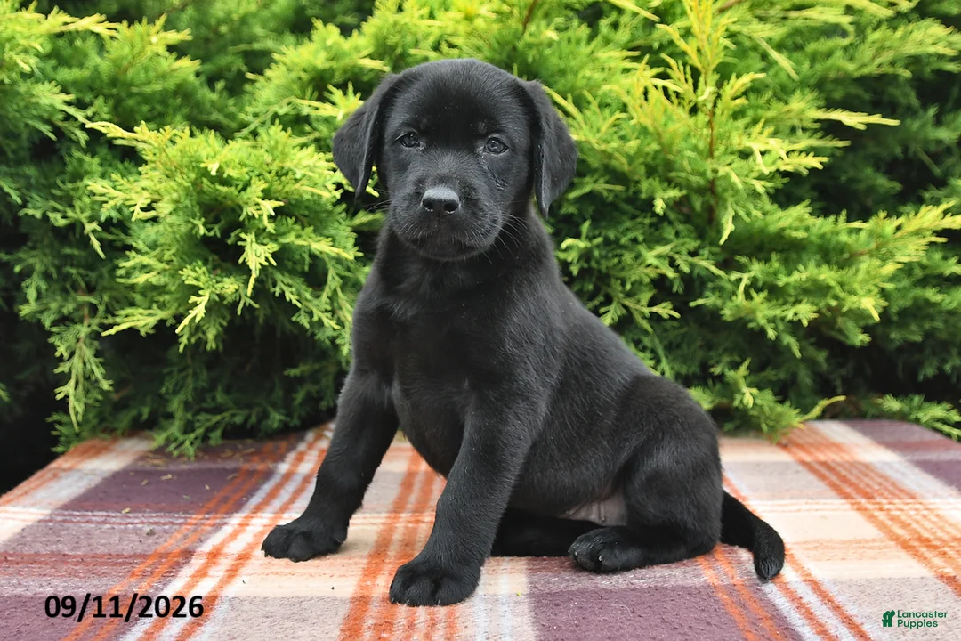 Labrador Retriever dogs for sale: Kallie - Ad 1