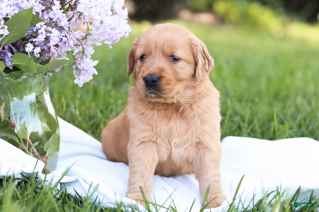Golden Retriever dogs for sale: Golden Retriever Puppy 3 - Ad 3
