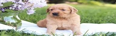 Golden Retriever Puppy 3