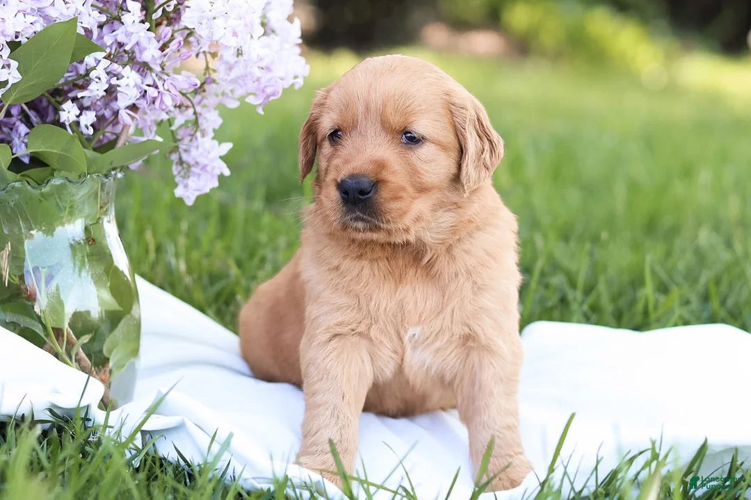Golden Retriever dogs for sale: Golden Retriever Puppy 3 - Ad 1