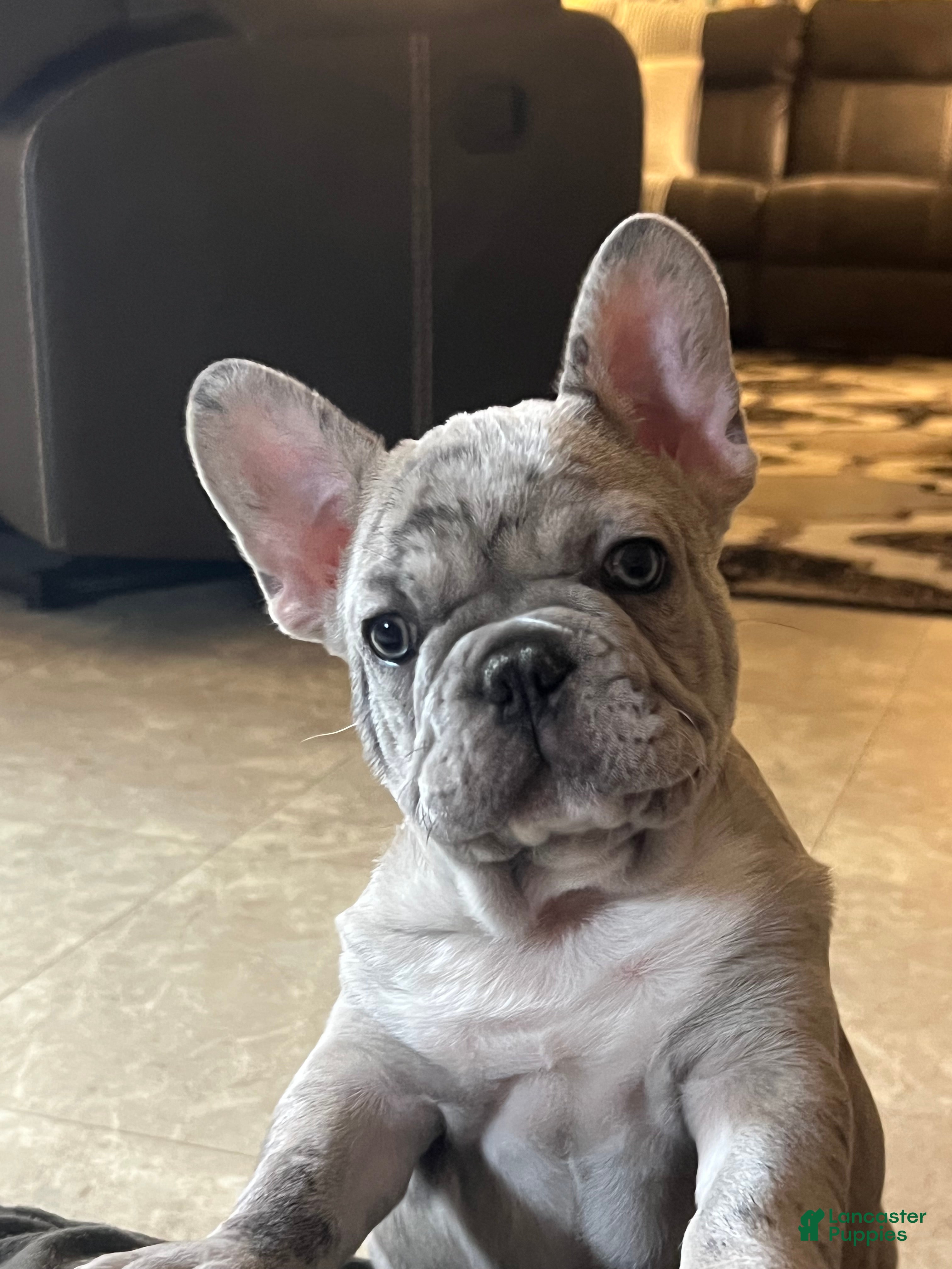 French Bulldog dogs Oscar - Ad 6