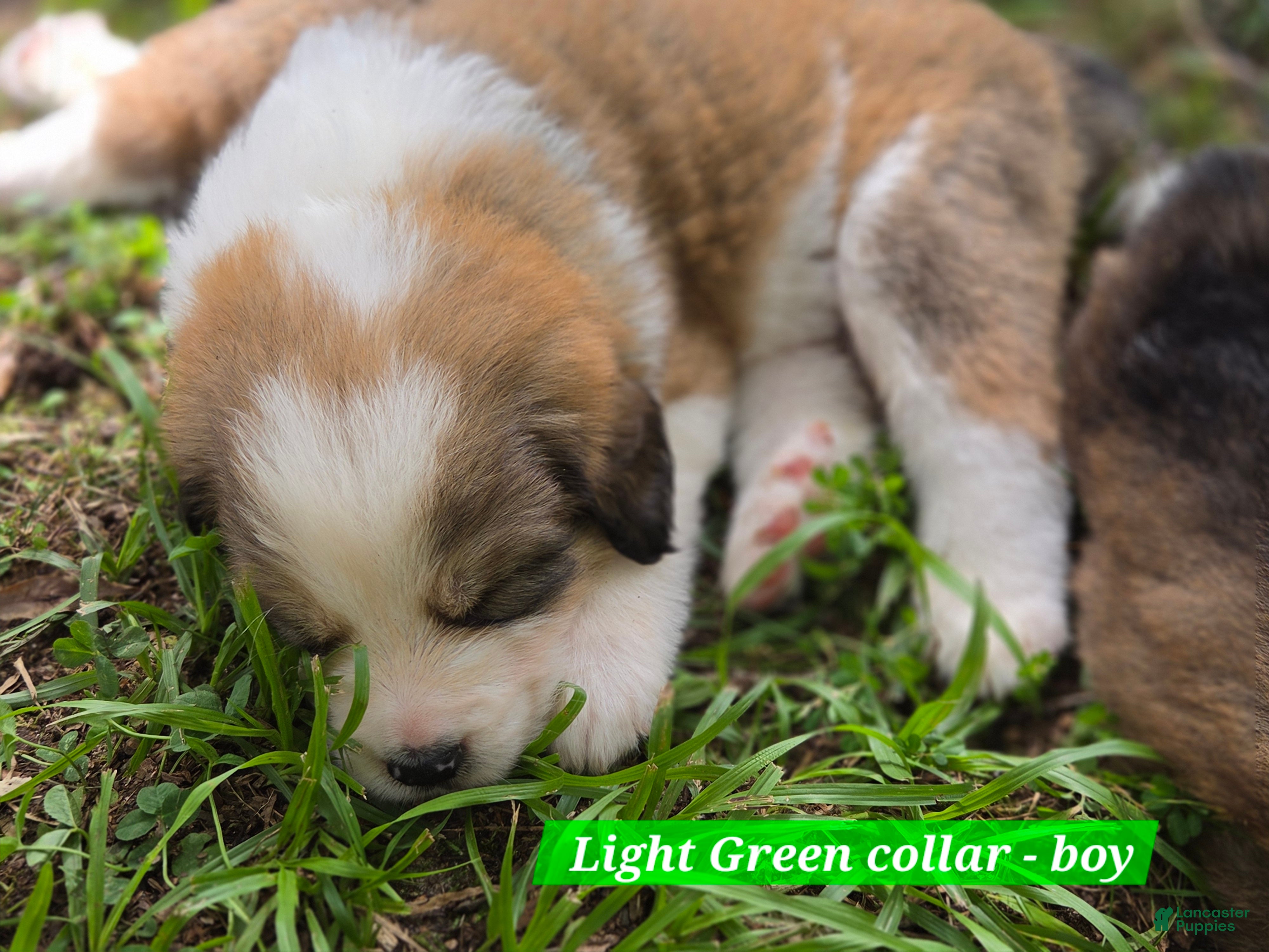 Mixed Breed dogs Green collar - Ad 31