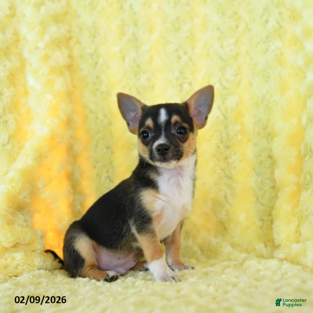 Chihuahua dogs for sale: Gunner - Ad 5