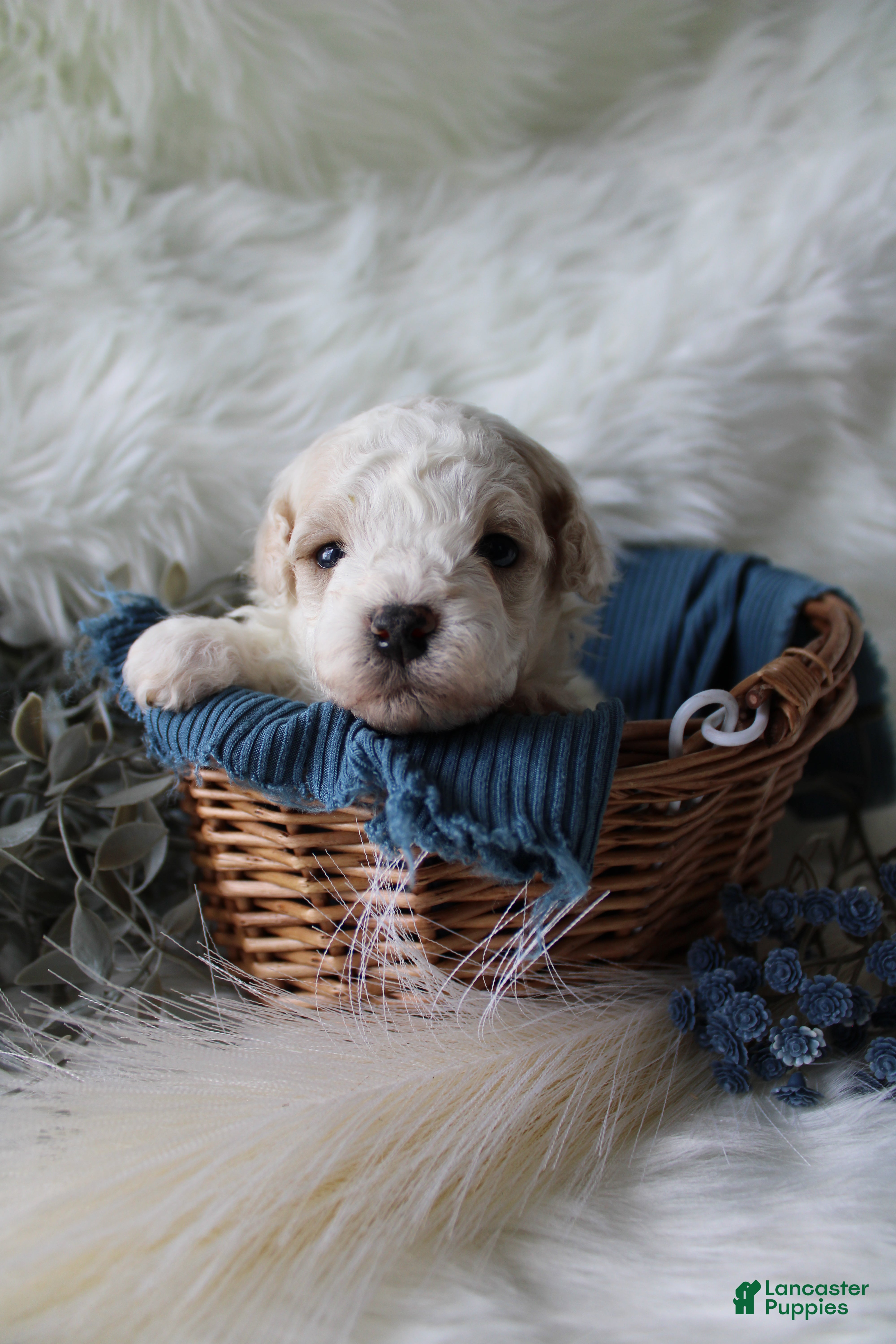Bichpoo dogs Forest - Ad 2