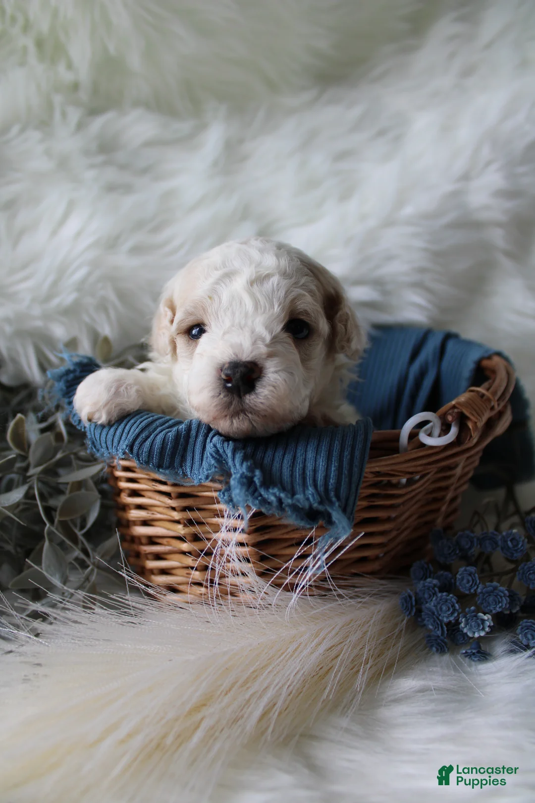 Bichpoo dogs for sale: Forest - Ad 2