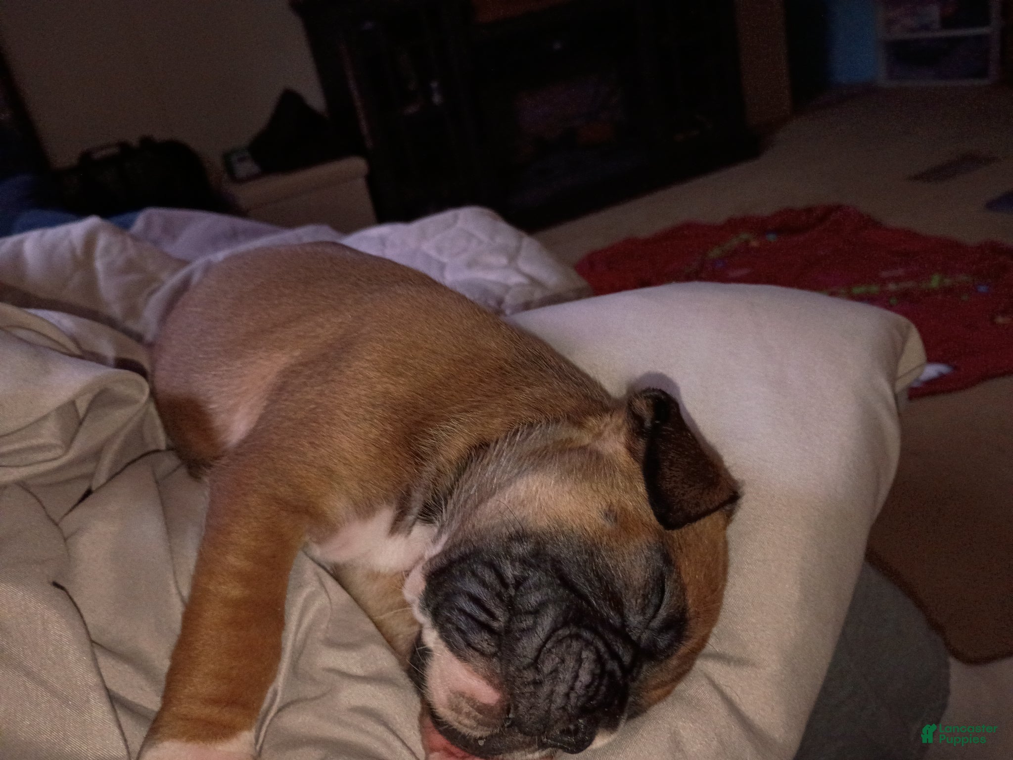 Boxer dogs Tank - Ad 29