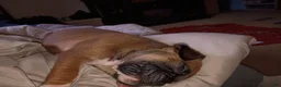 Boxer dogs for sale: Tank - Ad 1
