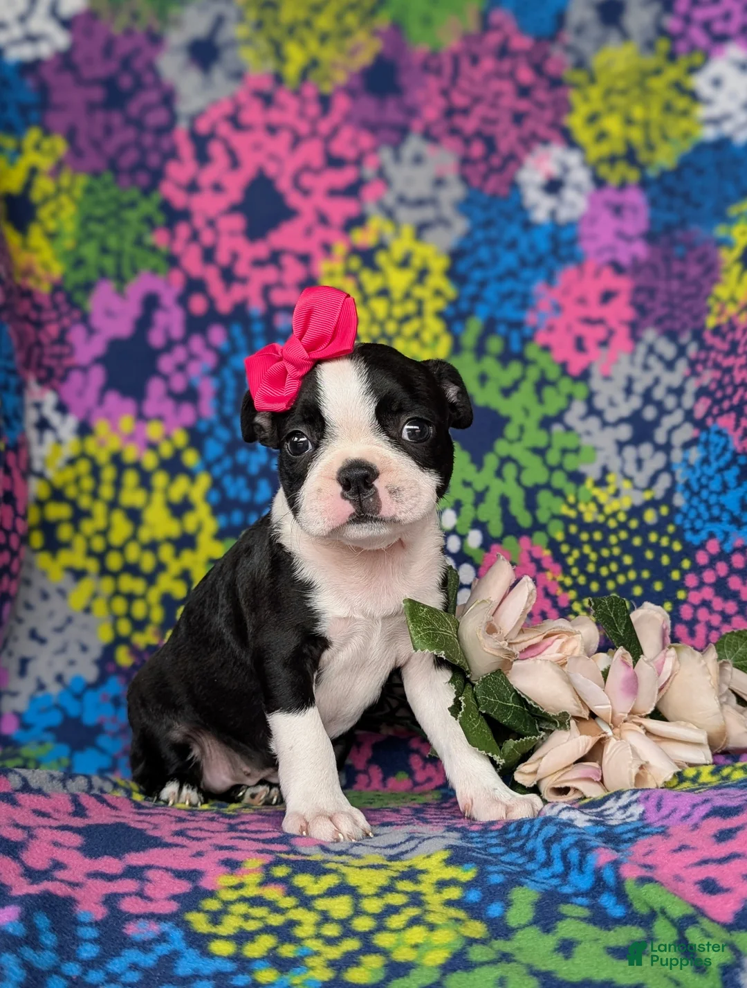 Boston Terrier dogs for sale: Elly - Ad 2