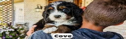 Bernedoodle dogs for sale: Cove - Ad 8