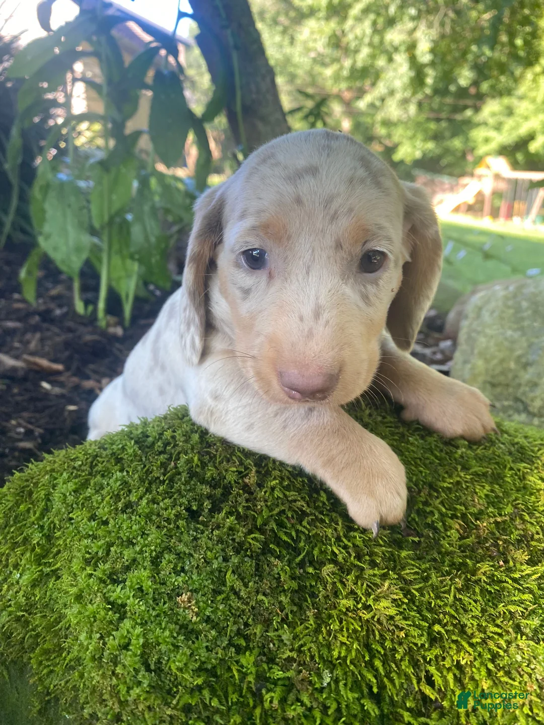 Miniature Dachshund dogs for sale: Honey - Ad 12