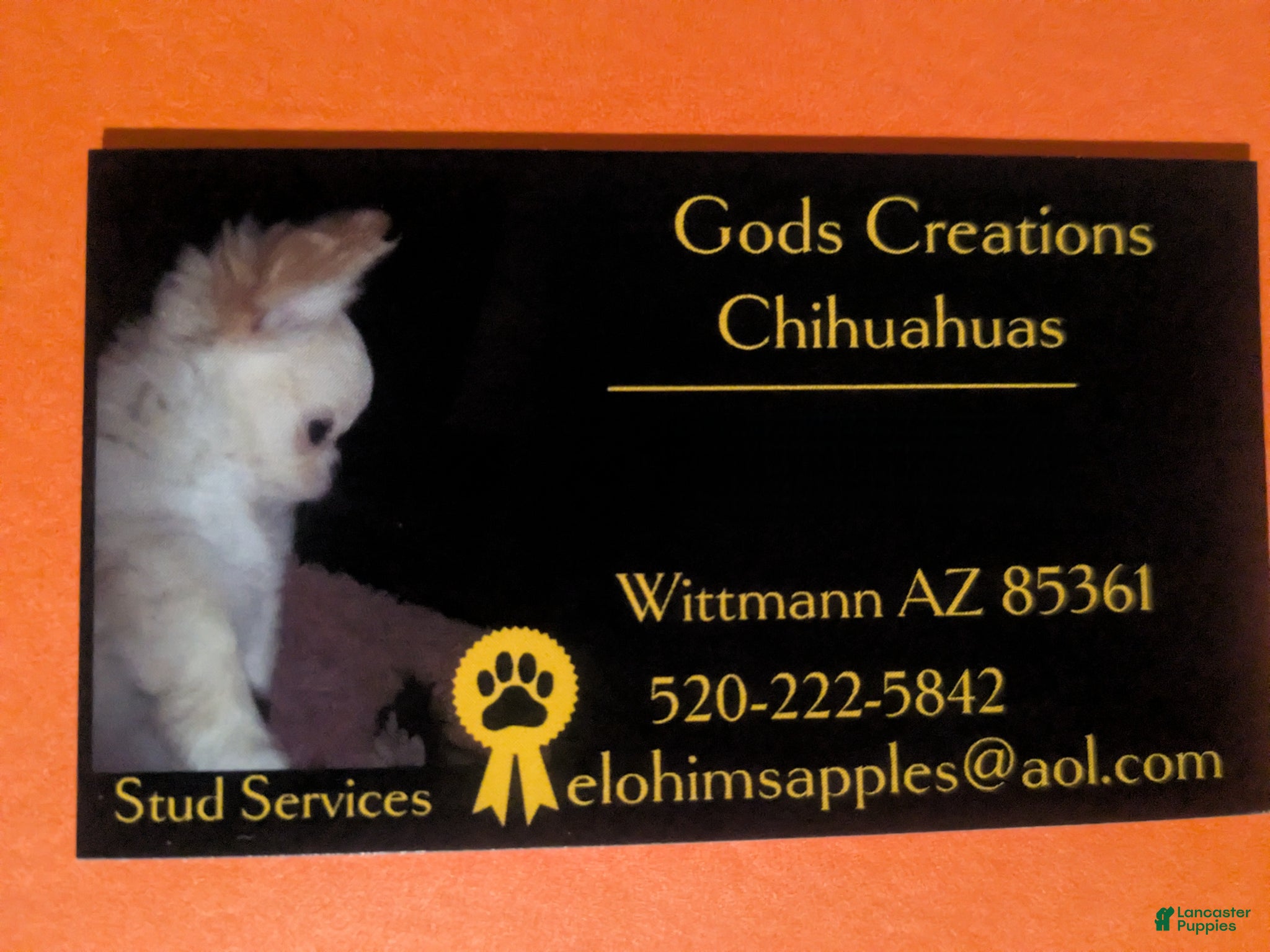 Chihuahua dogs for sale: Candie  - Ad 6