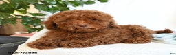 Toy Poodle dogs for sale: Eric - Ad 3