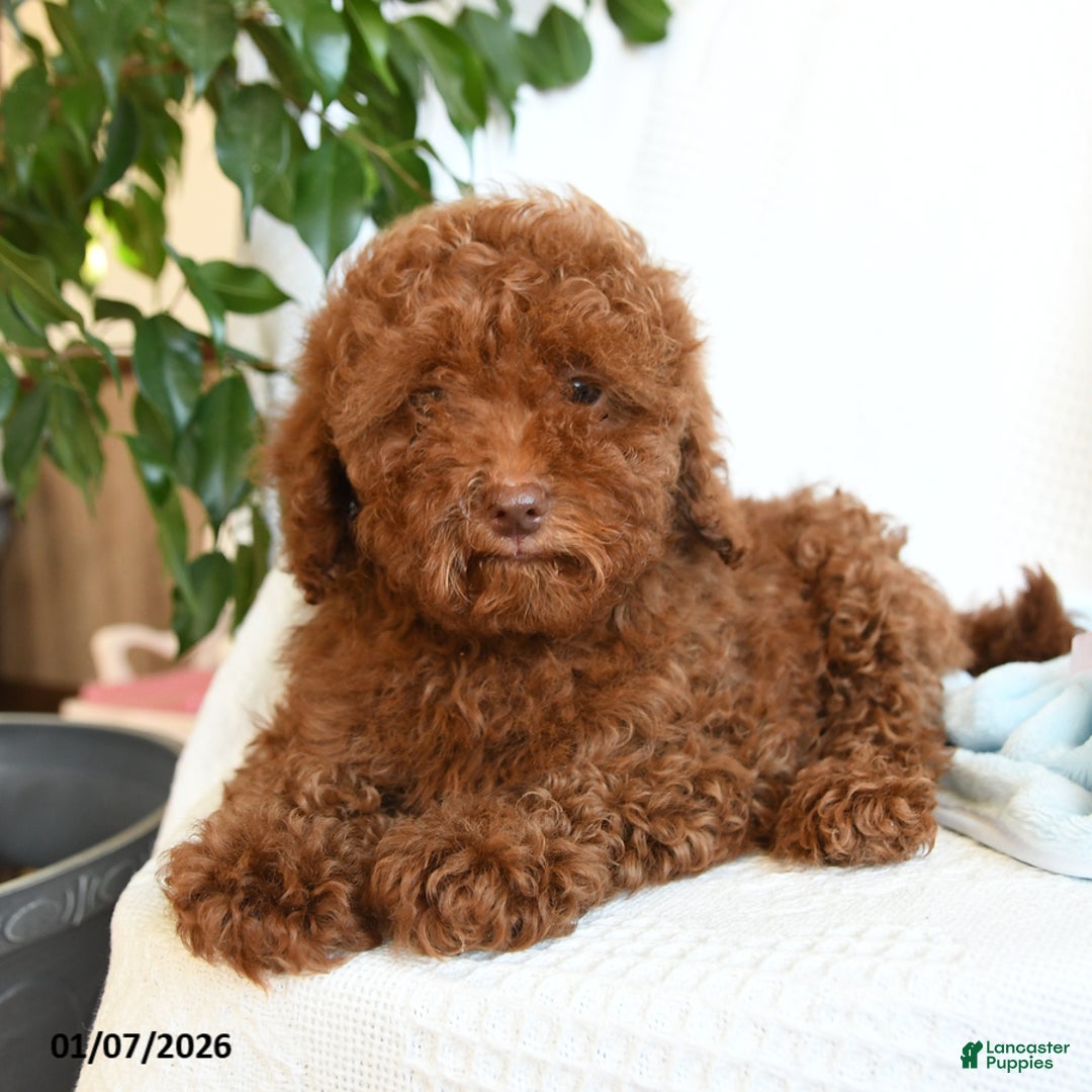 Toy Poodle dogs for sale: Eric - Ad 3