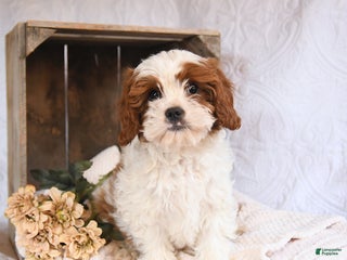 Cavapoo dogs - Ad 4